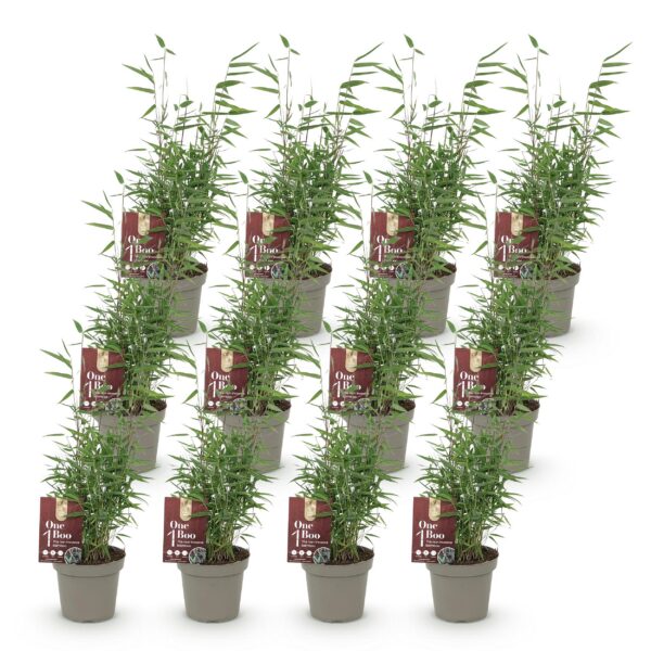 Bamboe - Fargesia Red Dragon - Bladhoudend - Niet Woekerend - Groen - 12 Planten
