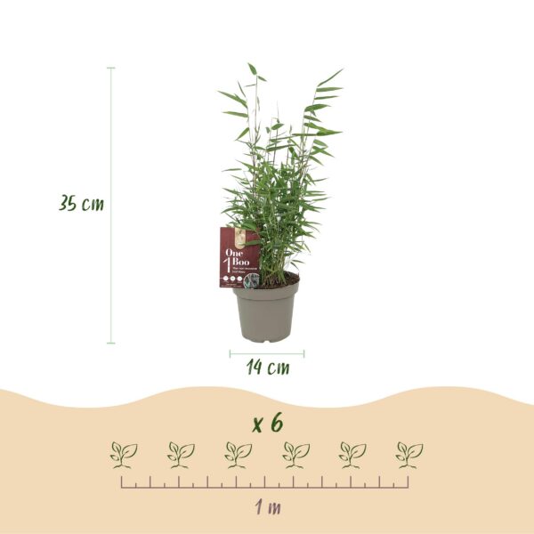 Bamboe - Fargesia Red Dragon - Bladhoudend - Niet Woekerend - Groen - 12 Planten