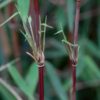 Bamboe - Fargesia Red Dragon - Bladhoudend - Niet Woekerend - Groen - 12 Planten