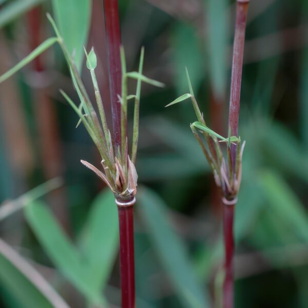 Bamboe - Fargesia Red Dragon - Bladhoudend - Niet Woekerend - Groen - 12 Planten