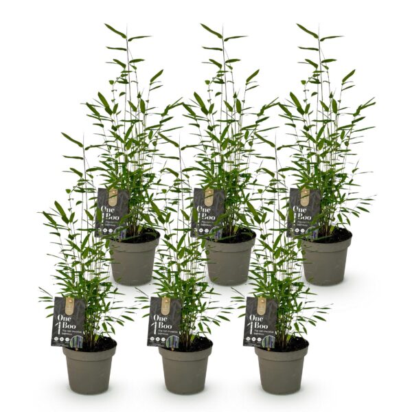 Bamboe - Fargesia Black Dragon - Bladhoudend - Niet Woekerend - Groen - 6 Planten