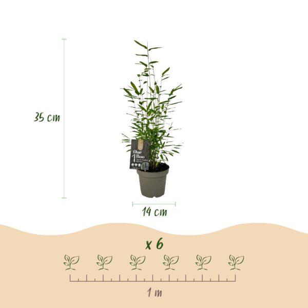 Bamboe - Fargesia Black Dragon - Bladhoudend - Niet Woekerend - Groen - 6 Planten