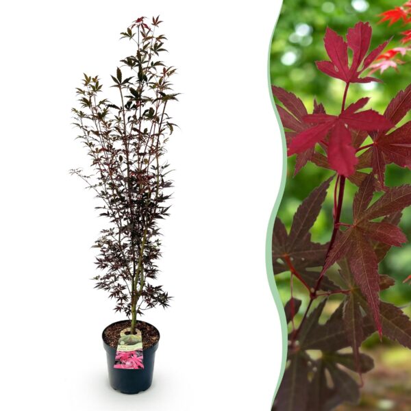 Acer palmatum Skeeters Broom - Japanse Esdoorn - Bladverliezend - Rood