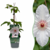 Clematis Miss Bateman - Bosrank - Wit - Klimplant | 4 stuks