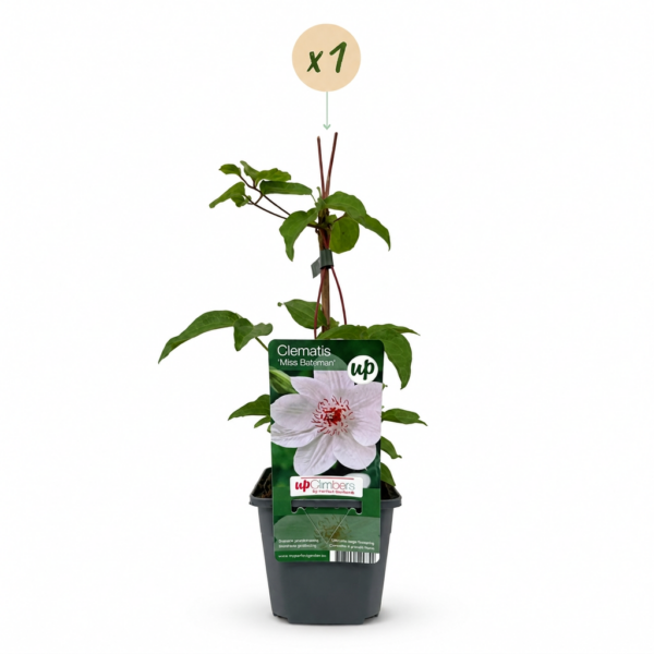 thumbnail_6000-100.png Clematis Miss Bateman - Bosrank Miss Bateman - Wit - Klimplant