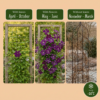 Clematis Viticella Polish Spirit - Bosrank - Paars - Klimplant