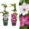 Clematis Duo Pink & White - Bosrank - Wit - Roze - Klimplant | 4 stuks
