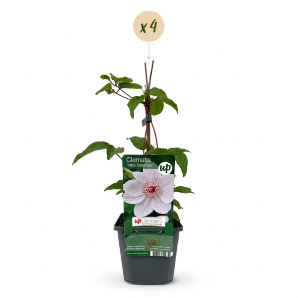 thumbnail_6000-11.png Clematis Miss Bateman - Bosrank - Wit - Klimplant | 4 stuks