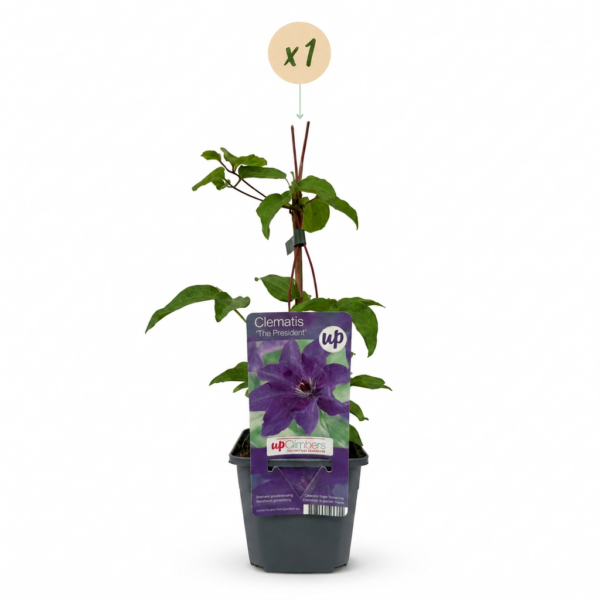 thumbnail_6000-110.png Clematis The President - Bosrank De President - Paars - Klimplant
