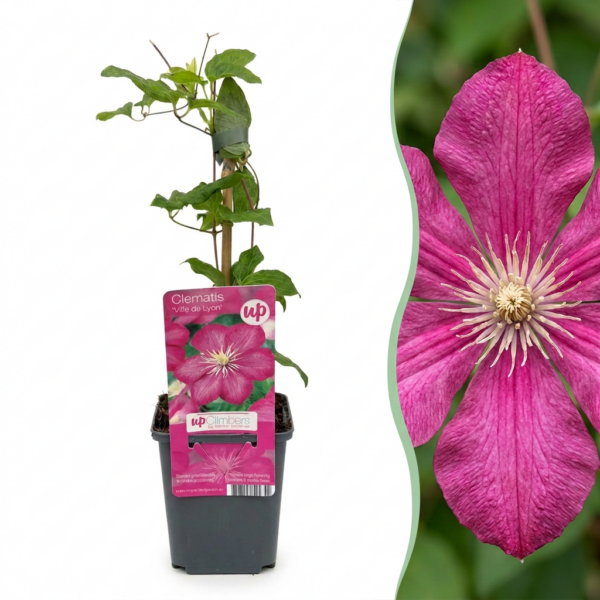 thumbnail_6000-111.png Clematis Ville de Lyon - Bosrank Ville de Lyon - Rood - Klimplant