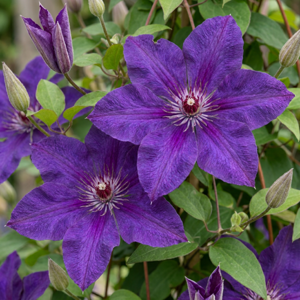 thumbnail_6000-112.png Clematis The President - Bosrank De President - Paars - Klimplant