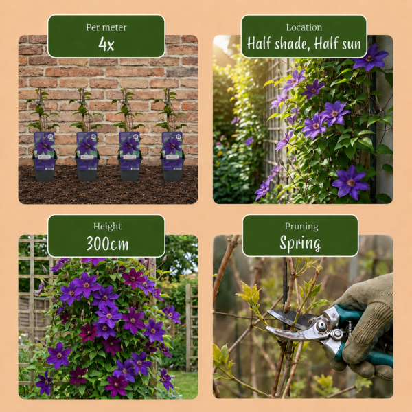 thumbnail_6000-115.png Clematis The President - Bosrank De President - Paars - Klimplant