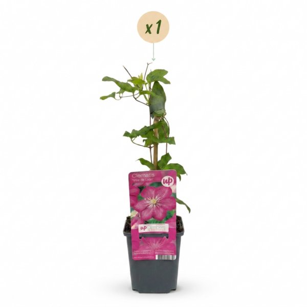 thumbnail_6000-116.png Clematis Ville de Lyon - Bosrank Ville de Lyon - Rood - Klimplant
