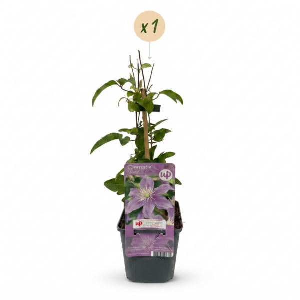 thumbnail_6000-118.png Clematis Justa - Bosrank - Licht Blauw - Klimplant