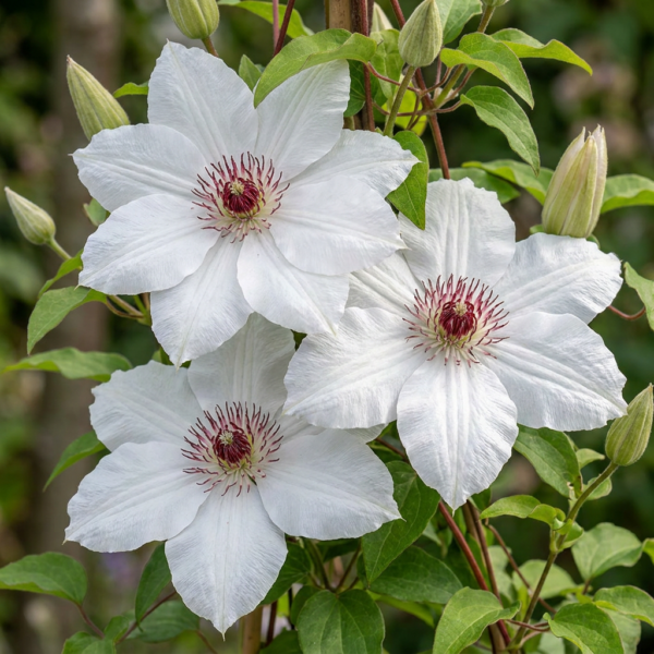 thumbnail_6000-12.png Clematis Miss Bateman - Bosrank - Wit - Klimplant | 4 stuks