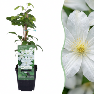Clematis Jackmanii Huldine - Bosrank - Wit - Klimplant