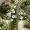 Clematis Miss Bateman - Bosrank - Wit - Klimplant | 4 stuks