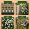 Clematis Jackmanii Huldine - Bosrank - Wit - Klimplant
