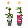 Clematis Duo Pink & White - Bosrank - Wit - Roze - Klimplant | 12 stuks