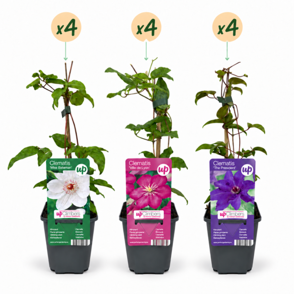 thumbnail_6000-136.png Clematis Tricolour - Driekleurige bosrank - Paars - Roze - Wit - Klimplant | 12 stuks