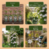 Clematis Miss Bateman - Bosrank - Wit - Klimplant | 4 stuks