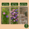 Clematis Duo Purple & Pink - Bosrank - Paars - Roze - Wit - Klimplant | 12 stuks
