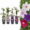 16x Clematis Rainbow - Bosrank - Paars - Rood - Roze - Wit - Klimplant