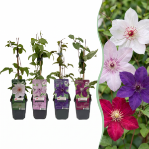 thumbnail_6000-141.png 16x Clematis Rainbow - Bosrank - Paars - Rood - Roze - Wit - Klimplant
