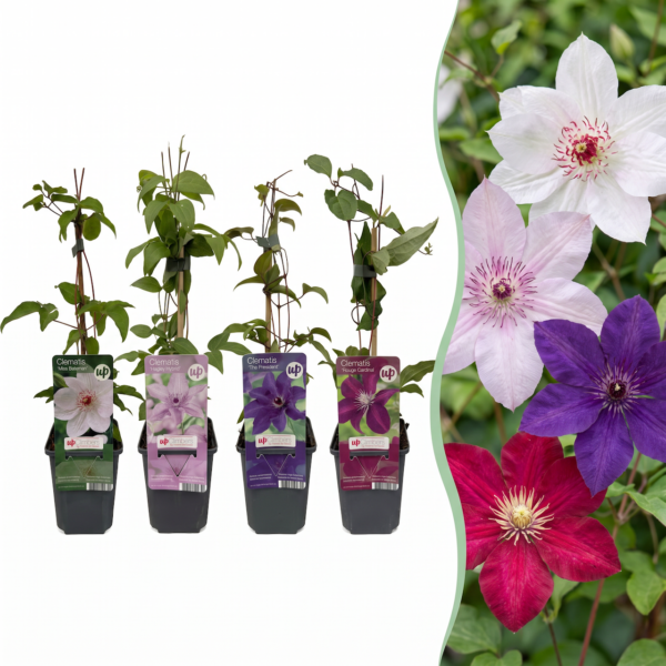 thumbnail_6000-141.png 16x Clematis Rainbow - Bosrank - Paars - Rood - Roze - Wit - Klimplant