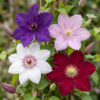 16x Clematis Rainbow - Bosrank - Paars - Rood - Roze - Wit - Klimplant