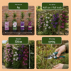 16x Clematis Rainbow - Bosrank - Paars - Rood - Roze - Wit - Klimplant