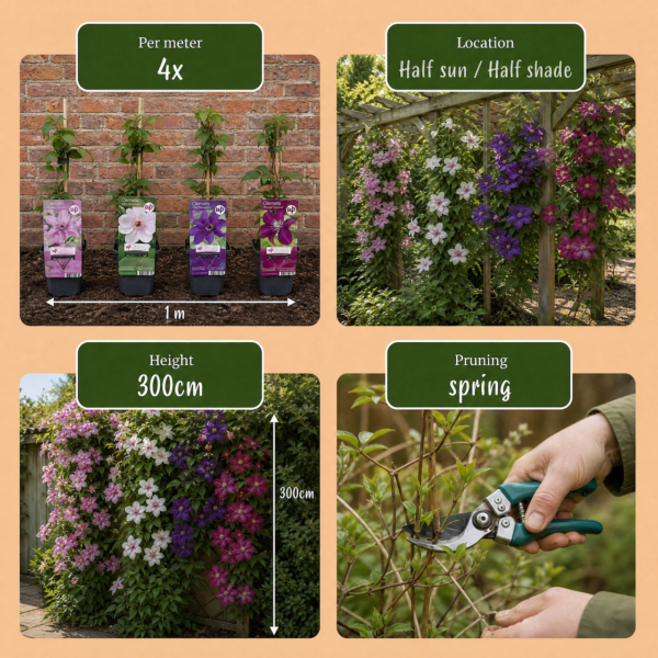 thumbnail_6000-146.png 16x Clematis Rainbow - Bosrank - Paars - Rood - Roze - Wit - Klimplant