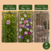 16x Clematis Rainbow - Bosrank - Paars - Rood - Roze - Wit - Klimplant