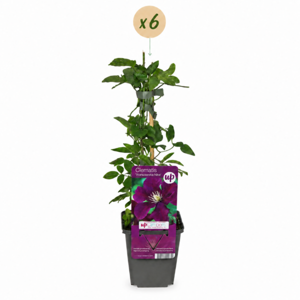 thumbnail_6000-149.png Clematis Warszawska Nike - Bosrank - Rood - Klimplant | 6 stuks