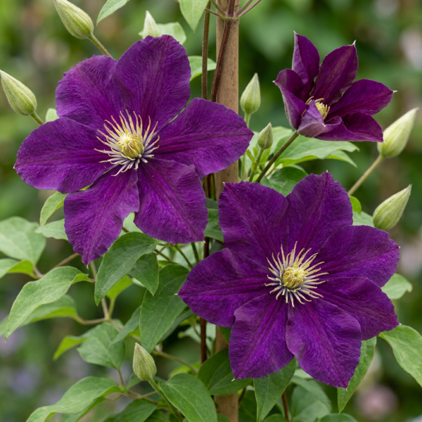 thumbnail_6000-150.png Clematis Warszawska Nike - Bosrank - Rood - Klimplant | 6 stuks