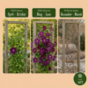 Clematis Warszawska Nike - Bosrank - Rood - Klimplant | 6 stuks