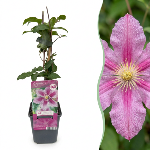 thumbnail_6000-16.png Clematis Piilu - Bosrank - Wit - Roze - Klimplant | 4 stuks