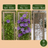 Clematis Multi Blue - Bosrank - Blauw - Klimplant | 6 stuks