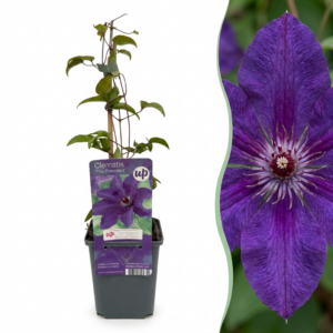 thumbnail_6000-162.png Clematis The President - Bosrank - Paars - Klimplant | 6 stuks