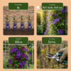 Clematis The President - Bosrank - Paars - Klimplant | 6 stuks
