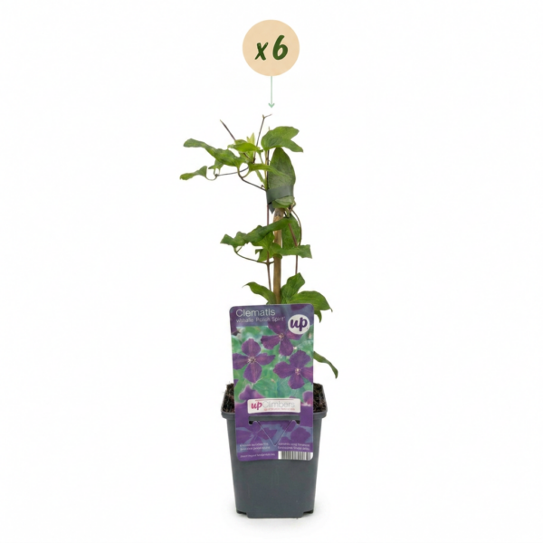thumbnail_6000-169.png Clematis Viticella Polish Spirit - Bosrank - Paars - Klimplant | 6 stuks