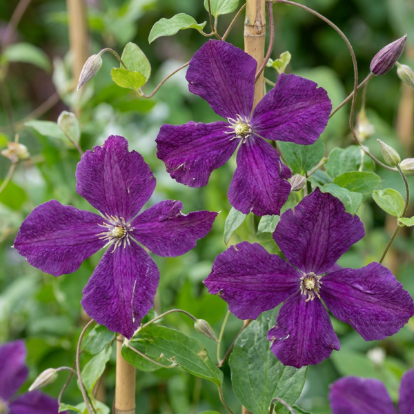 thumbnail_6000-170.png Clematis Viticella Polish Spirit - Bosrank - Paars - Klimplant | 6 stuks