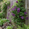 Clematis Viticella Polish Spirit - Bosrank - Paars - Klimplant | 6 stuks