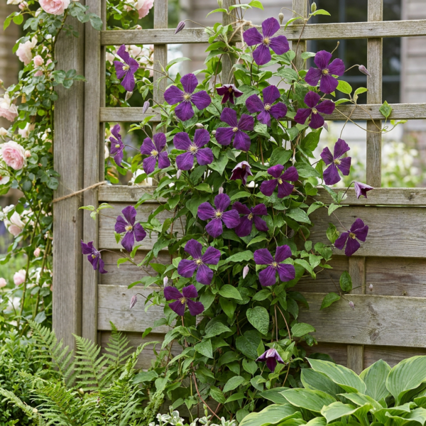 thumbnail_6000-172.png Clematis Viticella Polish Spirit - Bosrank - Paars - Klimplant | 6 stuks