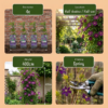Clematis Viticella Polish Spirit - Bosrank - Paars - Klimplant | 6 stuks