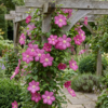 Clematis Ville de Lyon - Bosrank - Rood - Klimplant | 6 stuks
