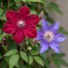 Clematis Duo Blue & Red - Bosrank Duo Blauw & Rood - Blauw - Rood - Klimplant | 2 stuks