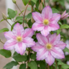 Clematis Piilu - Bosrank - Wit - Roze - Klimplant | 4 stuks