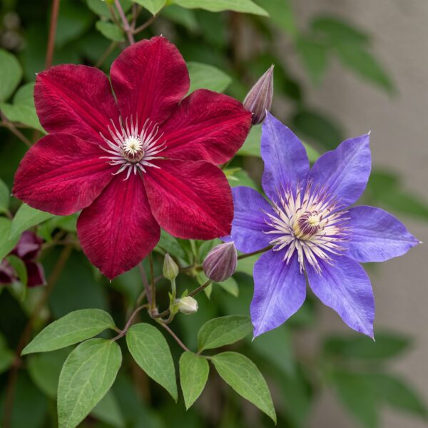 thumbnail_6000-18.jpg Clematis Duo Blue & Red - Bosrank Duo Blauw & Rood - Blauw - Rood - Klimplant | 2 stuks