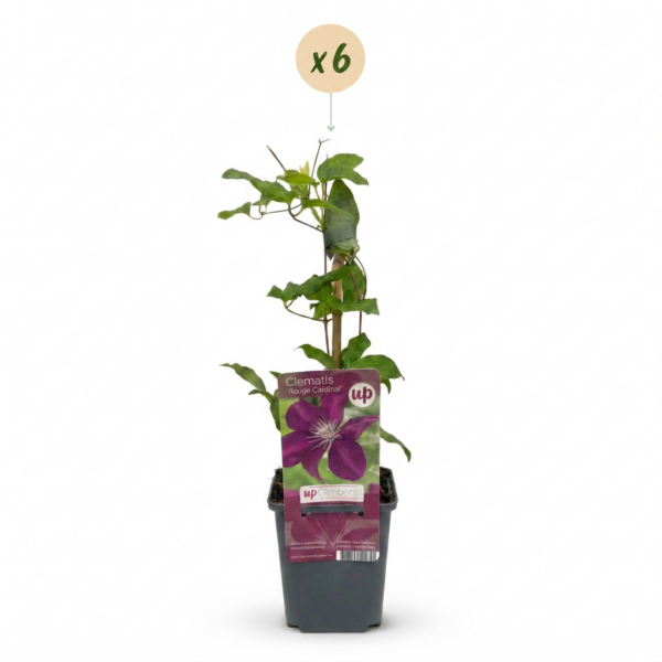 thumbnail_6000-188.png Clematis Rouge Cardinal - Bosrank Rode Kardinaal - Rood - Klimplant | 6 stuks